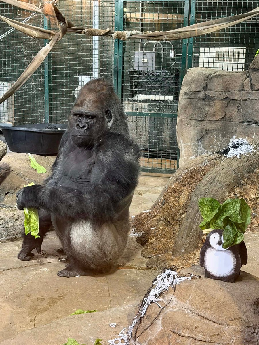 Como Zoo tweet media