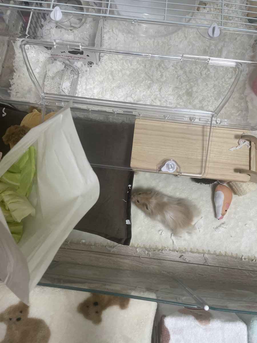 たまに行く居酒屋さんでロコにお土産🥬( '-'🥬 )いっぱい貰った💗

#ハムスター #ハムスター好きと繋がりたい