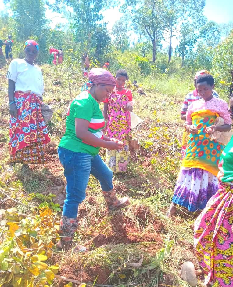 CnddFddButanyer's tweet image. #Busoni  kuwa 20/2/2026, Uwuhagarariye umuhari w'Abakenyererarugamba muri Komine #Busoni #Hon_NISHIMWE_Benigne*  yifadikanije nabo kumutumba #COGA mukurimirira amavoka no gushirako umwavu mu gitara cabo. Kuri Zone Shore kingana na 1,5ha, bamaze gutera 1038.
@CnddFdd