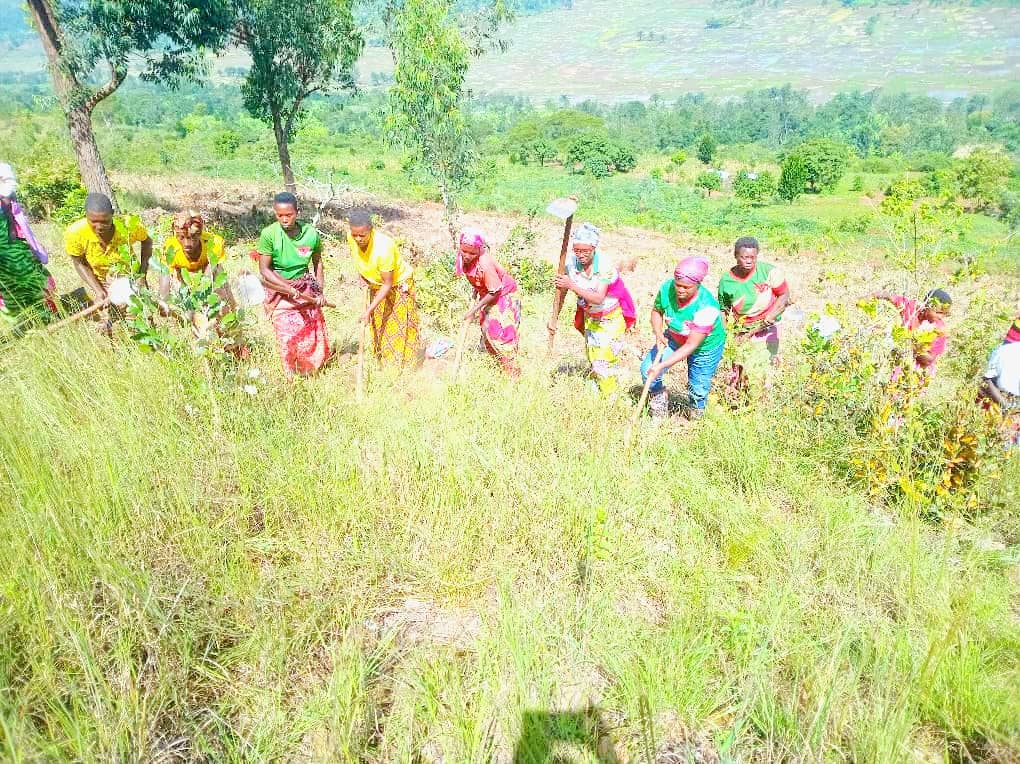 CnddFddButanyer's tweet image. #Busoni  kuwa 20/2/2026, Uwuhagarariye umuhari w'Abakenyererarugamba muri Komine #Busoni #Hon_NISHIMWE_Benigne*  yifadikanije nabo kumutumba #COGA mukurimirira amavoka no gushirako umwavu mu gitara cabo. Kuri Zone Shore kingana na 1,5ha, bamaze gutera 1038.
@CnddFdd