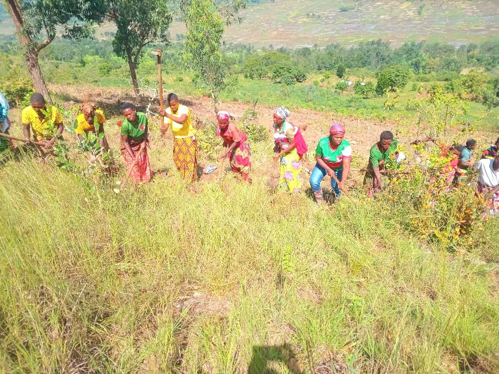 CnddFddButanyer's tweet image. #Busoni  kuwa 20/2/2026, Uwuhagarariye umuhari w'Abakenyererarugamba muri Komine #Busoni #Hon_NISHIMWE_Benigne*  yifadikanije nabo kumutumba #COGA mukurimirira amavoka no gushirako umwavu mu gitara cabo. Kuri Zone Shore kingana na 1,5ha, bamaze gutera 1038.
@CnddFdd