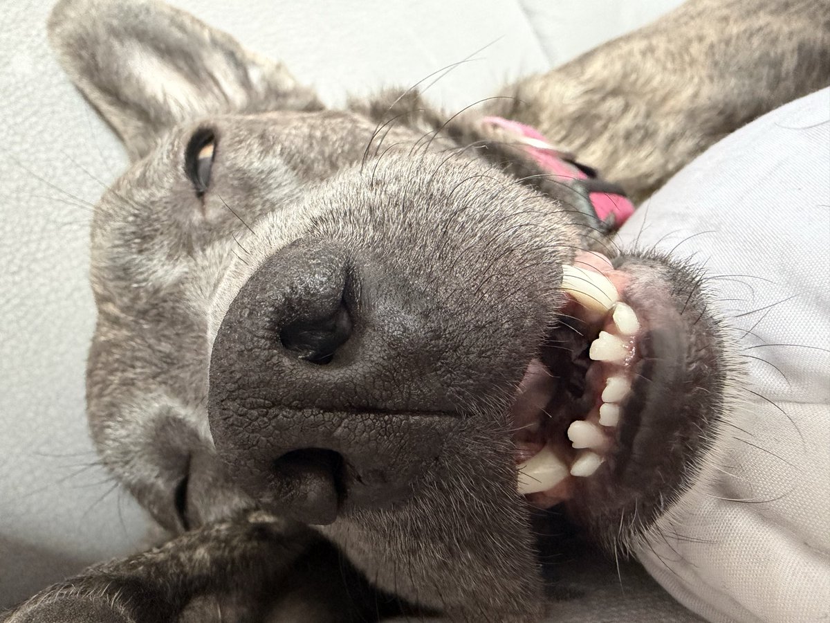 Člověk po týdnu konečně přijede domů. V devět ráno mě vzbudí psítě, tak s ní jdu na gauč, ať nevzbudí i Mava, a pak dvě hodiny čumím na tohle, zatímco mi chrápe do ksichtu 🤣