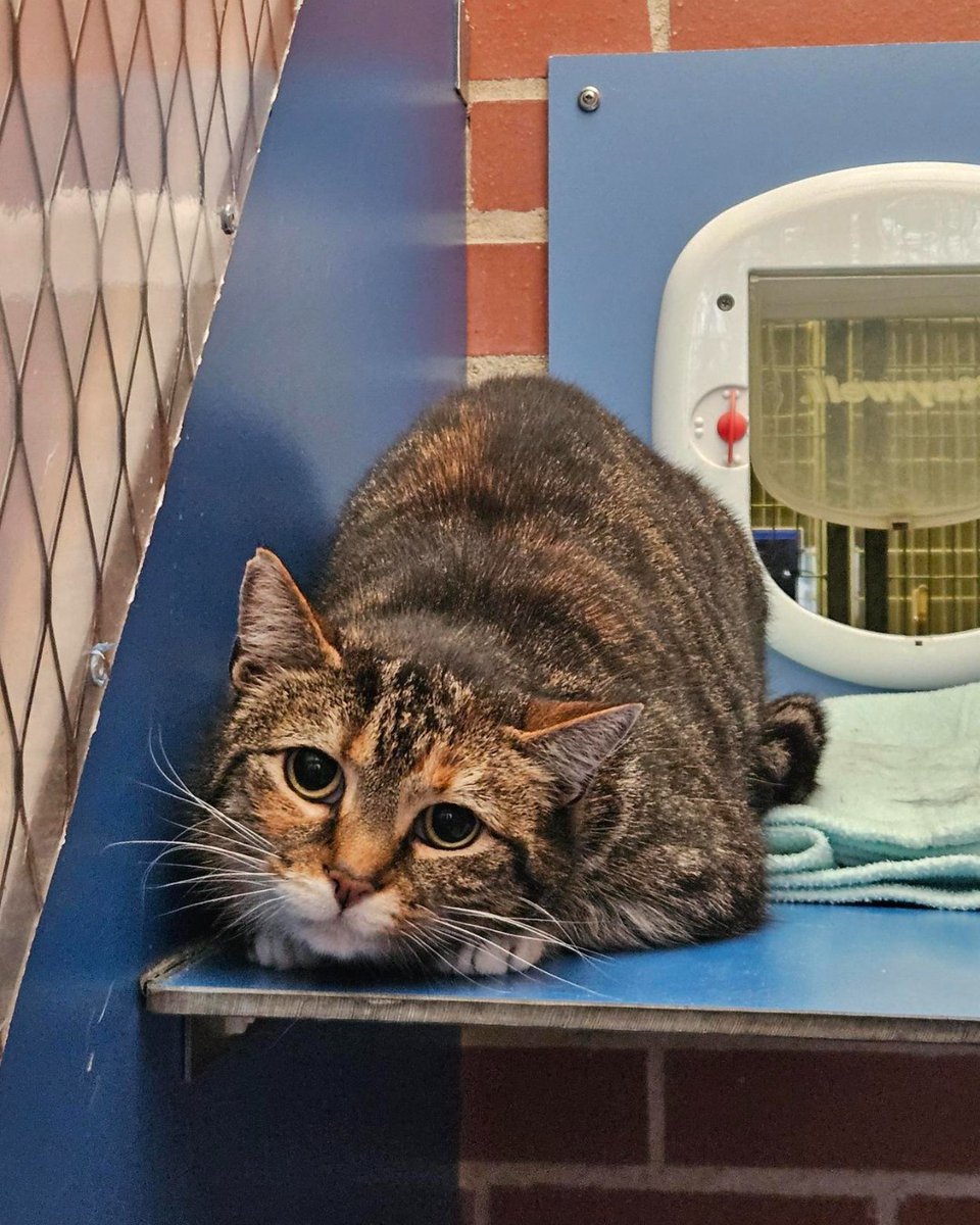 Blue Cross UK tweet media