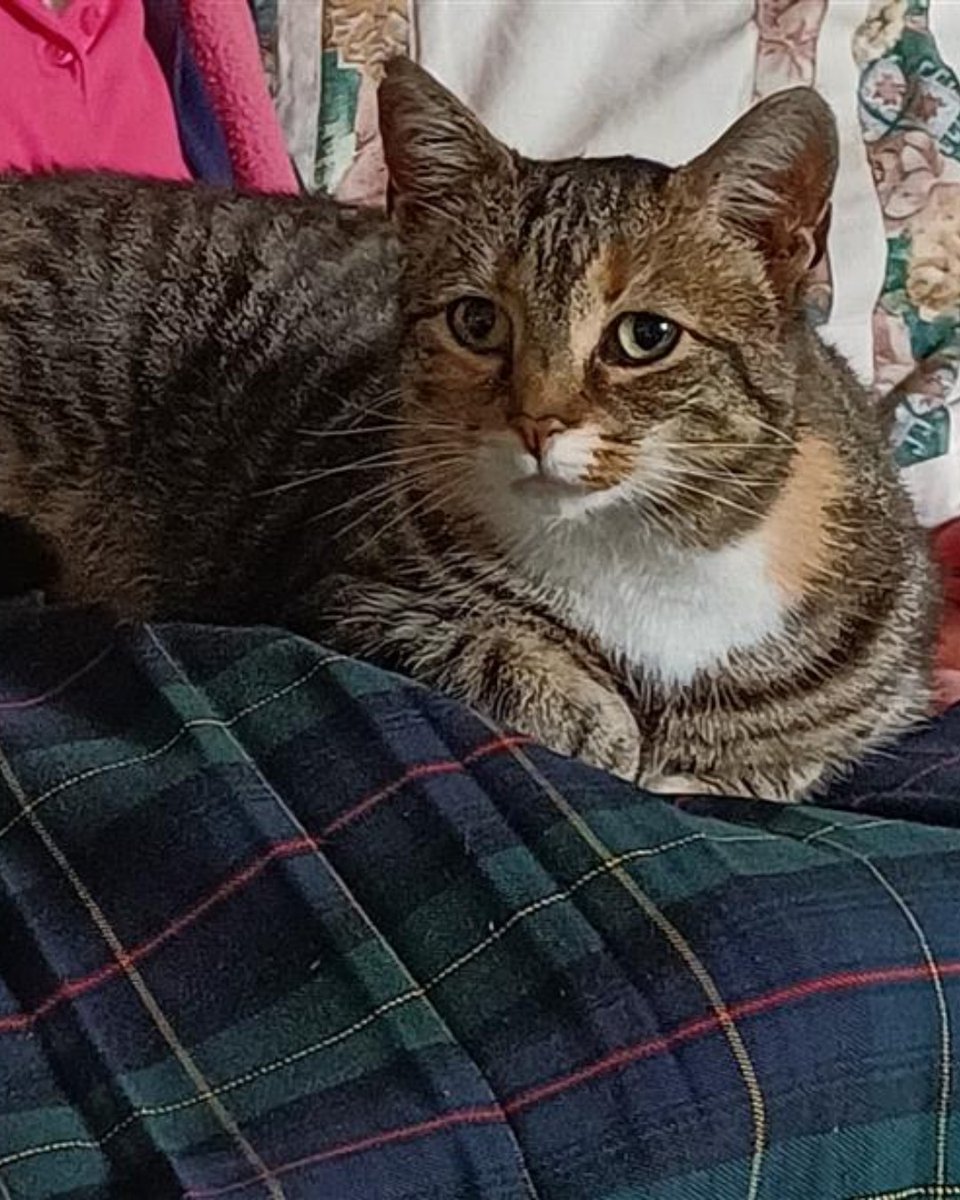 Poor Kitty lost her beloved owner and is struggling to adapt to life in the cattery. She is desperately missing a warm lap to curl up in and feel safe. 💔

Could you mend Kitty's broken heart? Click the link to meet her. 👉 bit.ly/40fANWK

#Caturday