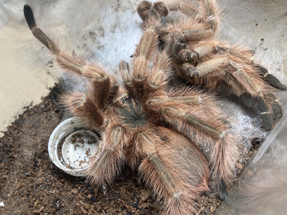 さっちゃん🐛🦂🕷 (@BugsLife3939) / Posts / X