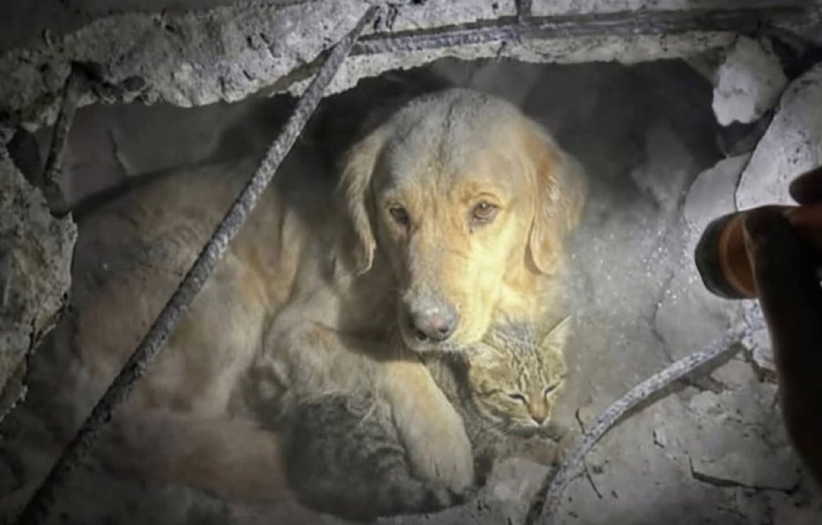 A Golden Retriever barks for two days beside earthquake rubble, refusing to leave an injured cat behind. That sound led rescuers to both of them alive. Every being has a soul &amp; is worth saving.