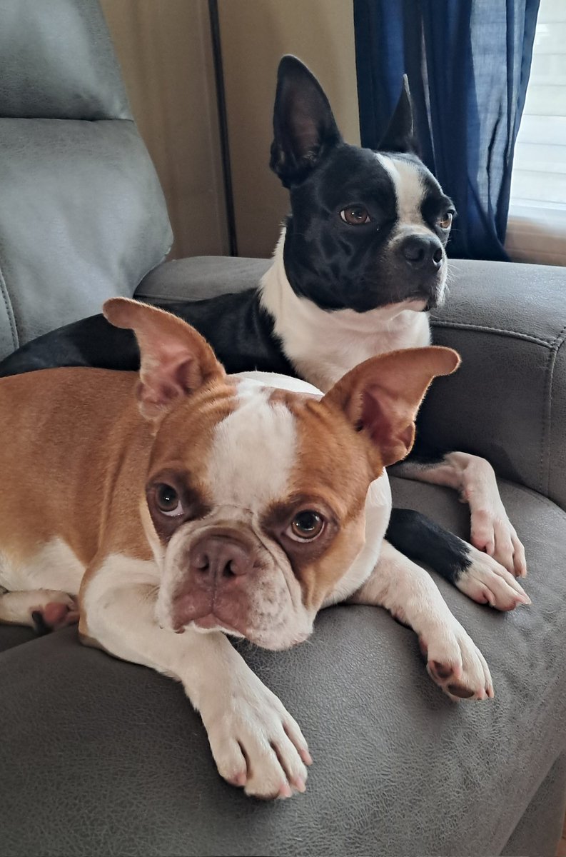 OldMrRose's tweet photo. I choose dogs https://t.co/4NtErMqcb0