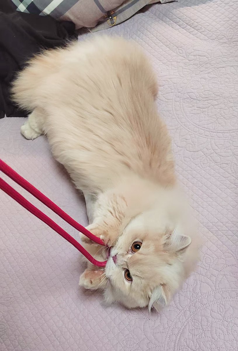 宫野fanta tweet media