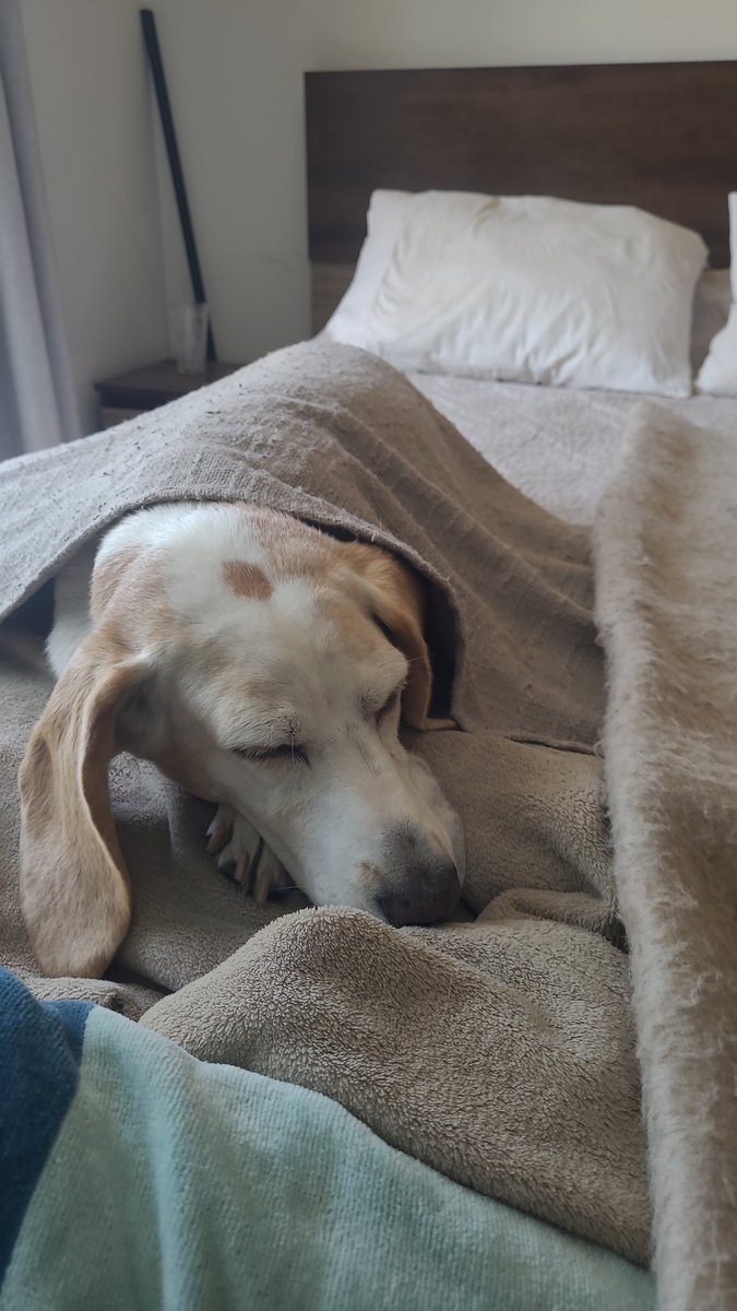 Si el perrito no se sale de la cama, la cama se hace con el perrito.