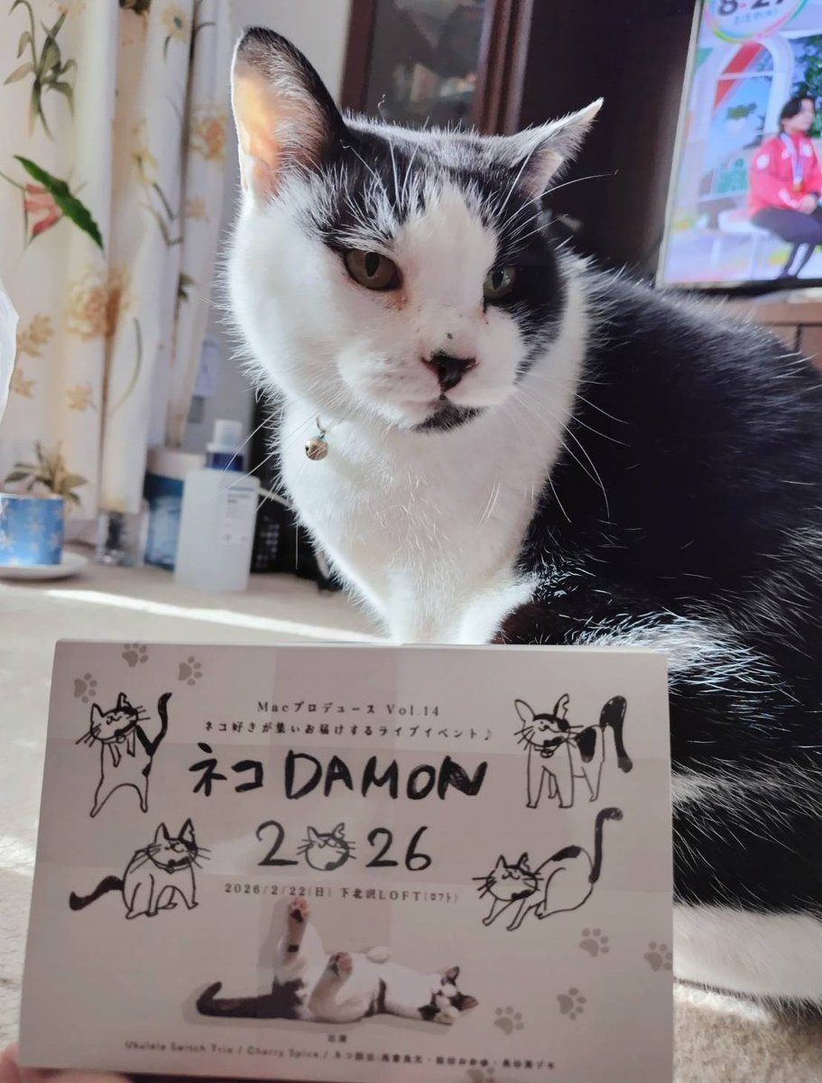 作ってもらった🐈️🐈‍⬛】 弦ちゃんにチラシデザイン、缶バッジに続き