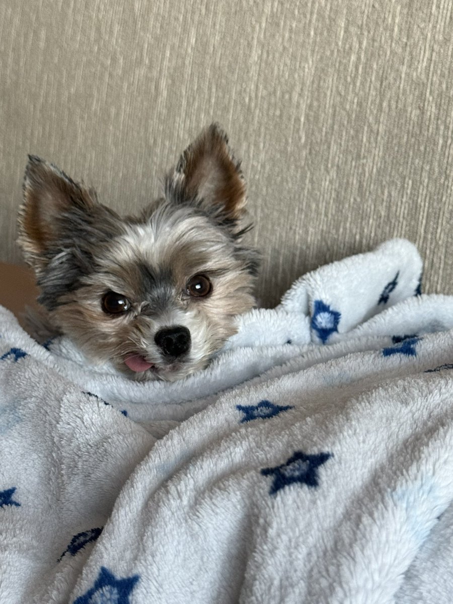 Excuse me?? 😤

Gio here 🐾
I was resting my eyes.

But fine… I’ll rise &amp; shine ✨
You better have breakfast ready. 🥰💕🐾