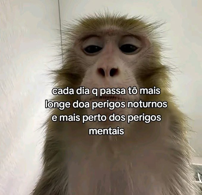 Os melhores prints tweet media