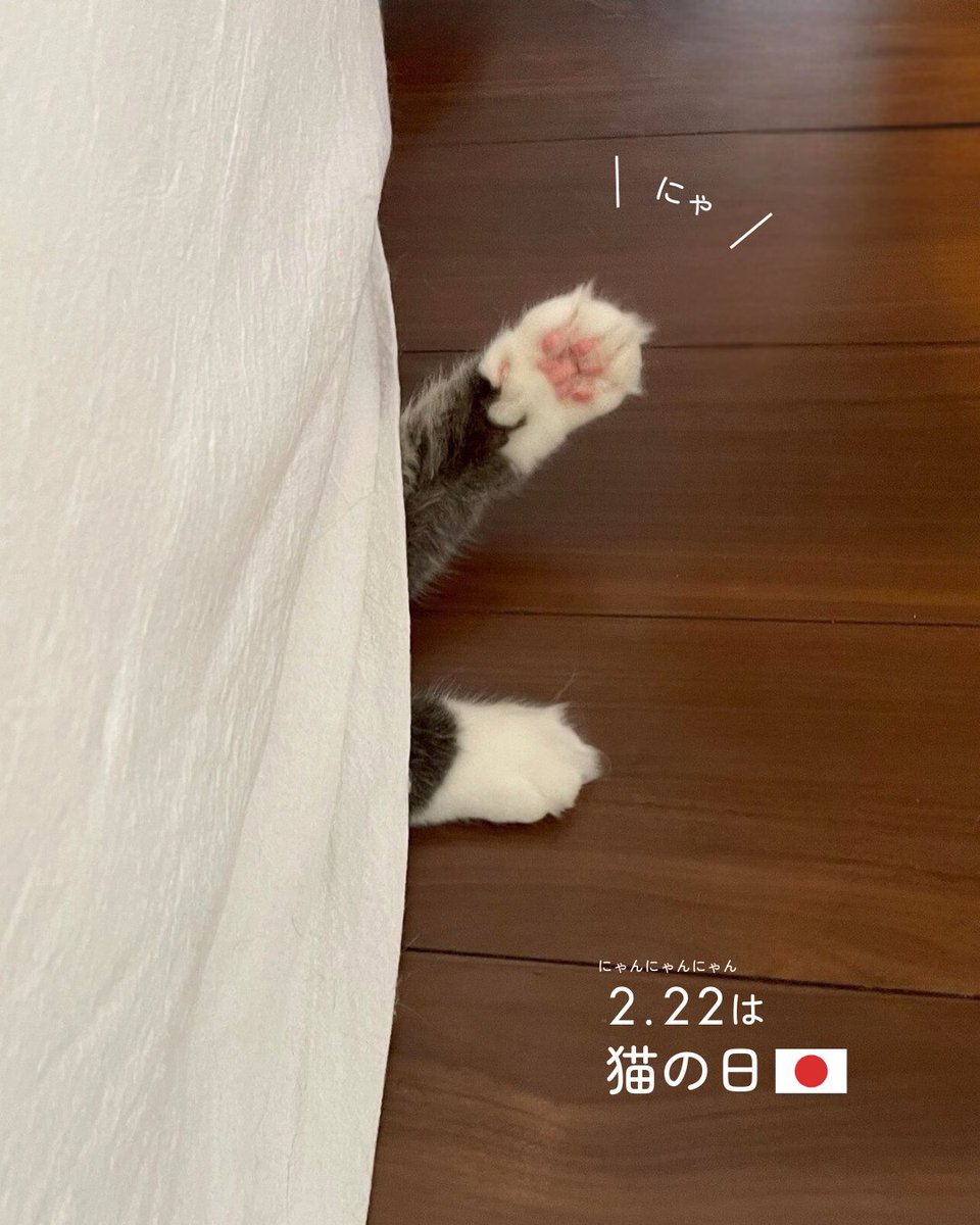 mapple_nyapple_'s tweet photo. 今日はにゃん月にゃんにゃん日 #猫の日 https://t.co/8KzriFCg76