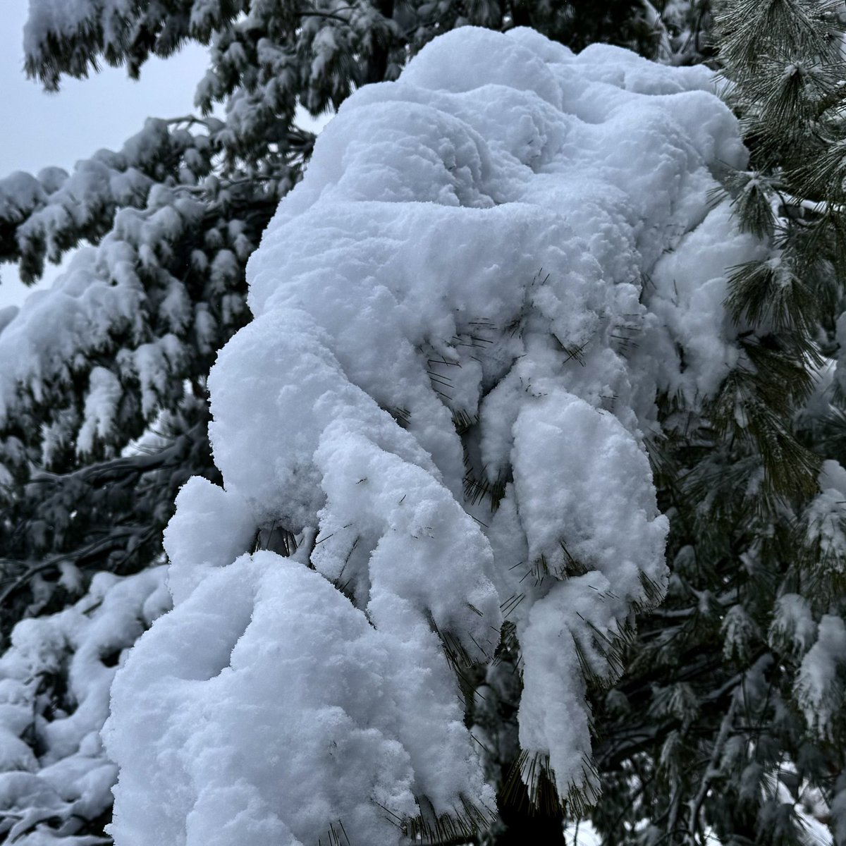 BryanMarquard's tweet image. Like sculptures. #snow #Snowfall