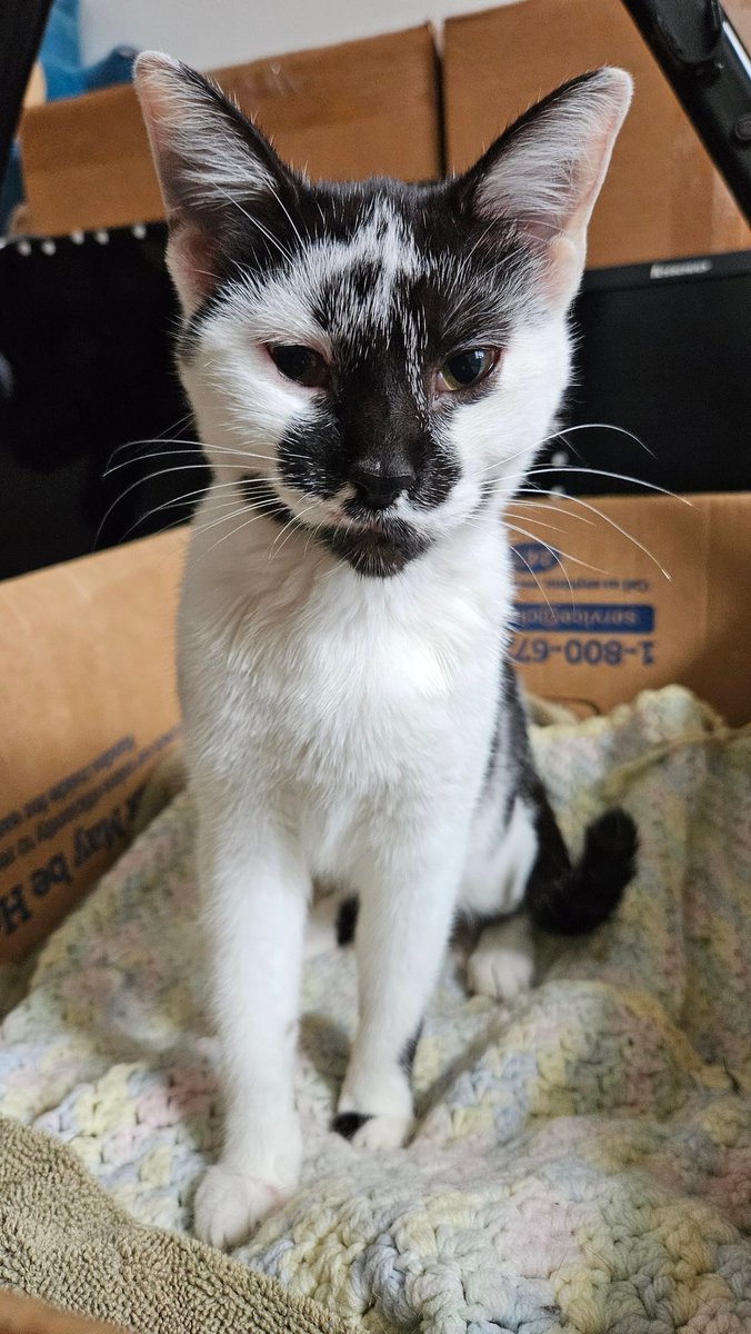 Khajiit Supports Palestinian Liberation tweet media