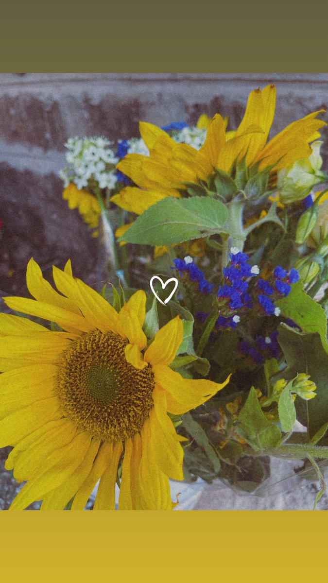 Got the most beautiful sunflowers 🌻🌻