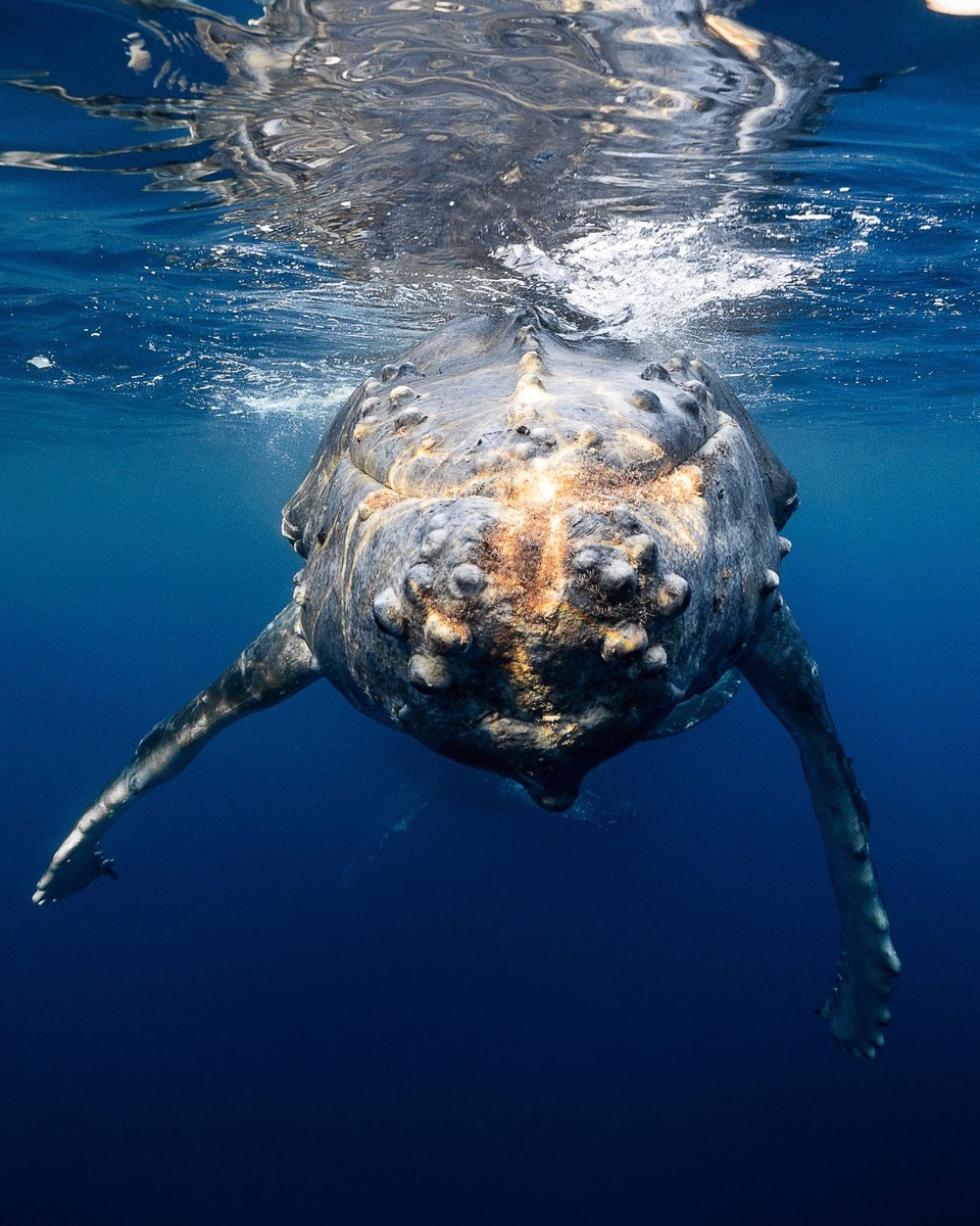 Ocean Conservancy tweet media