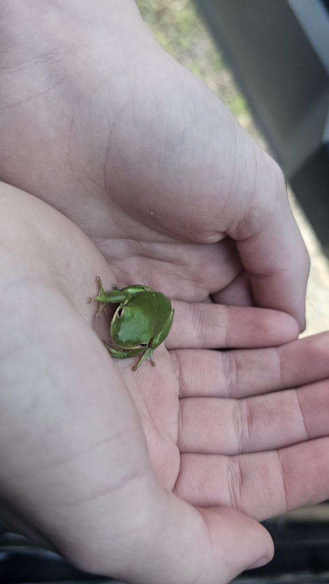 Frogdalf tweet media