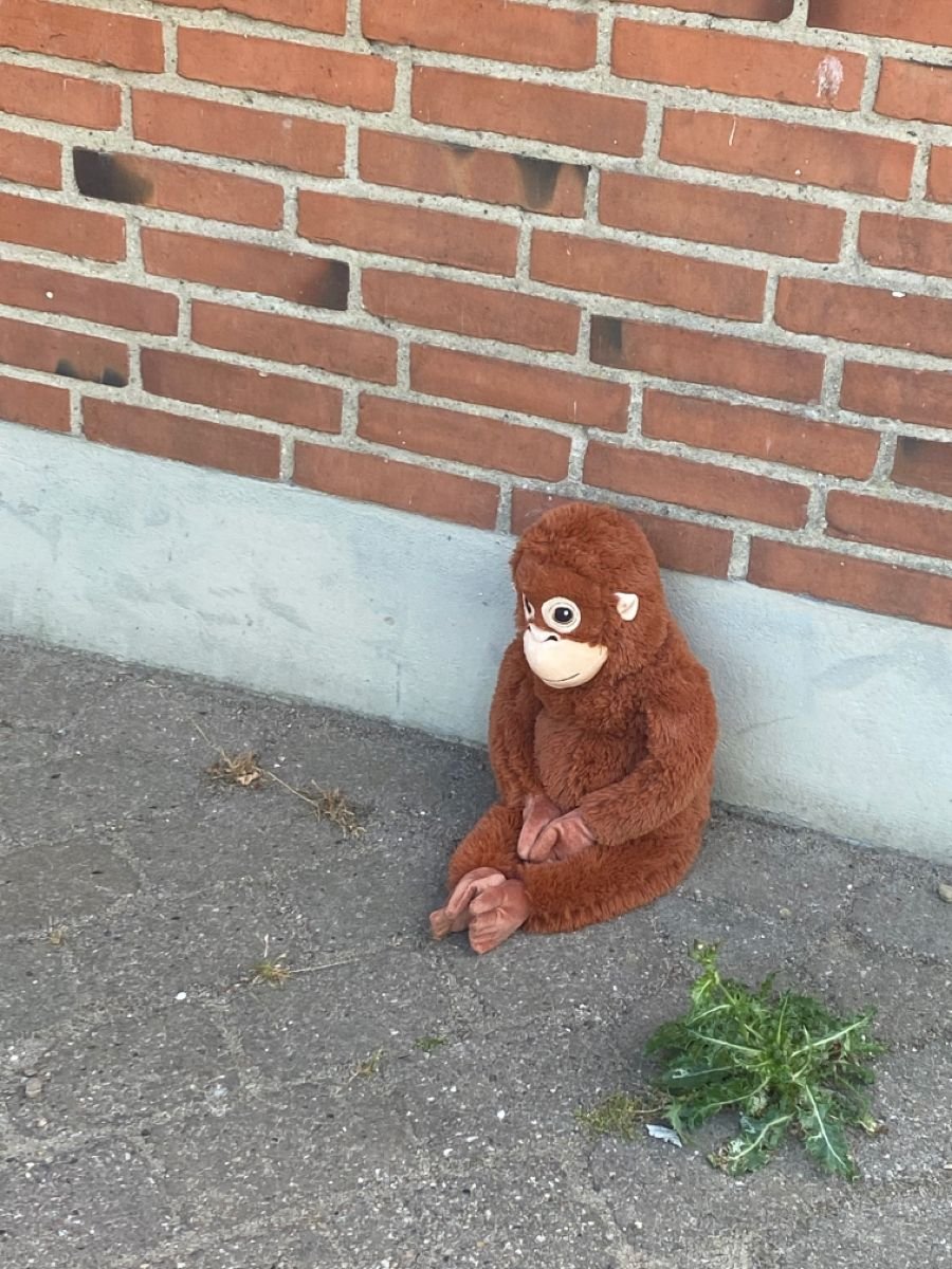 Djungelskog tweet media