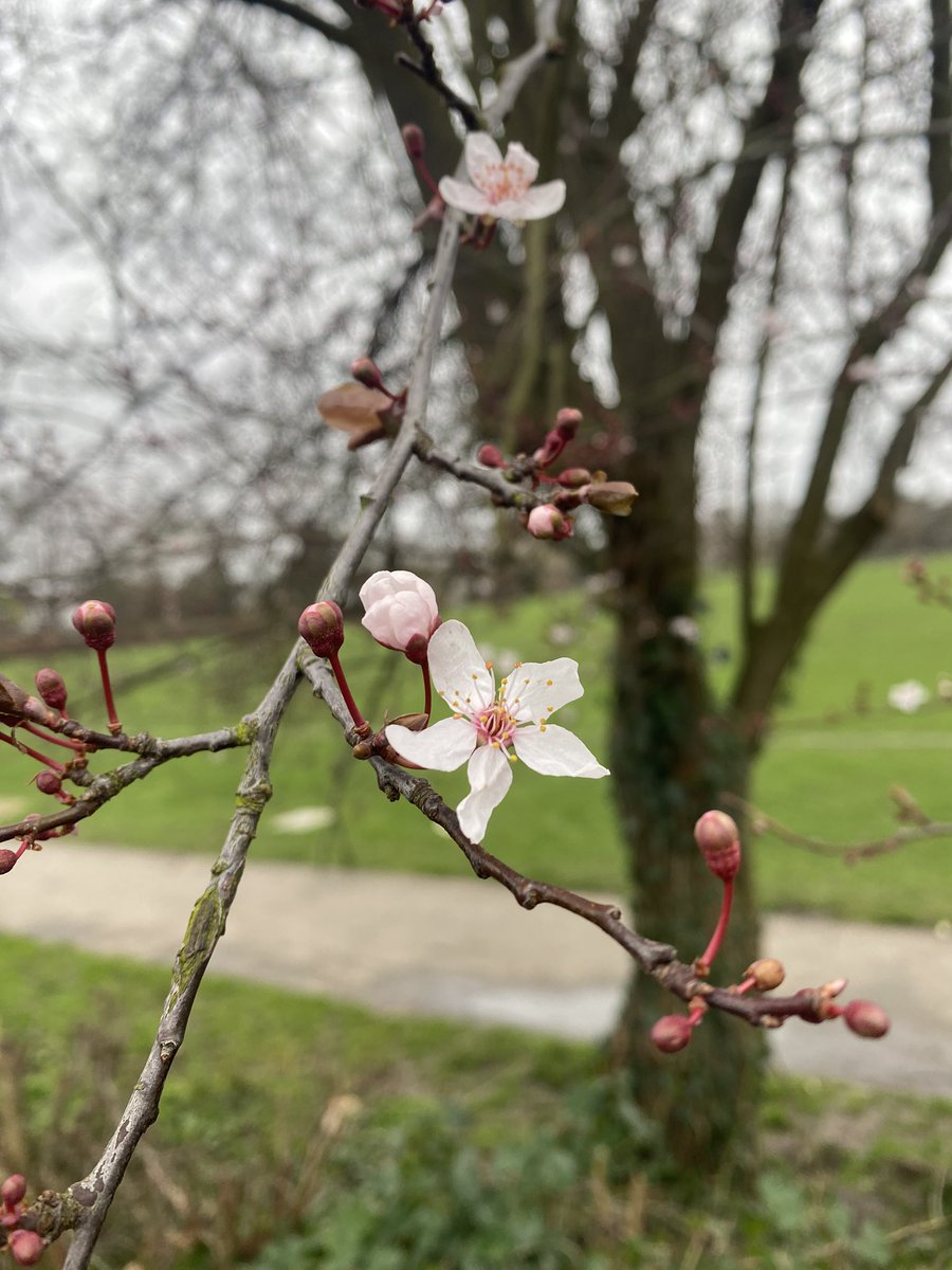 SurreyStands's tweet image. YES! 🌸

#springiscoming