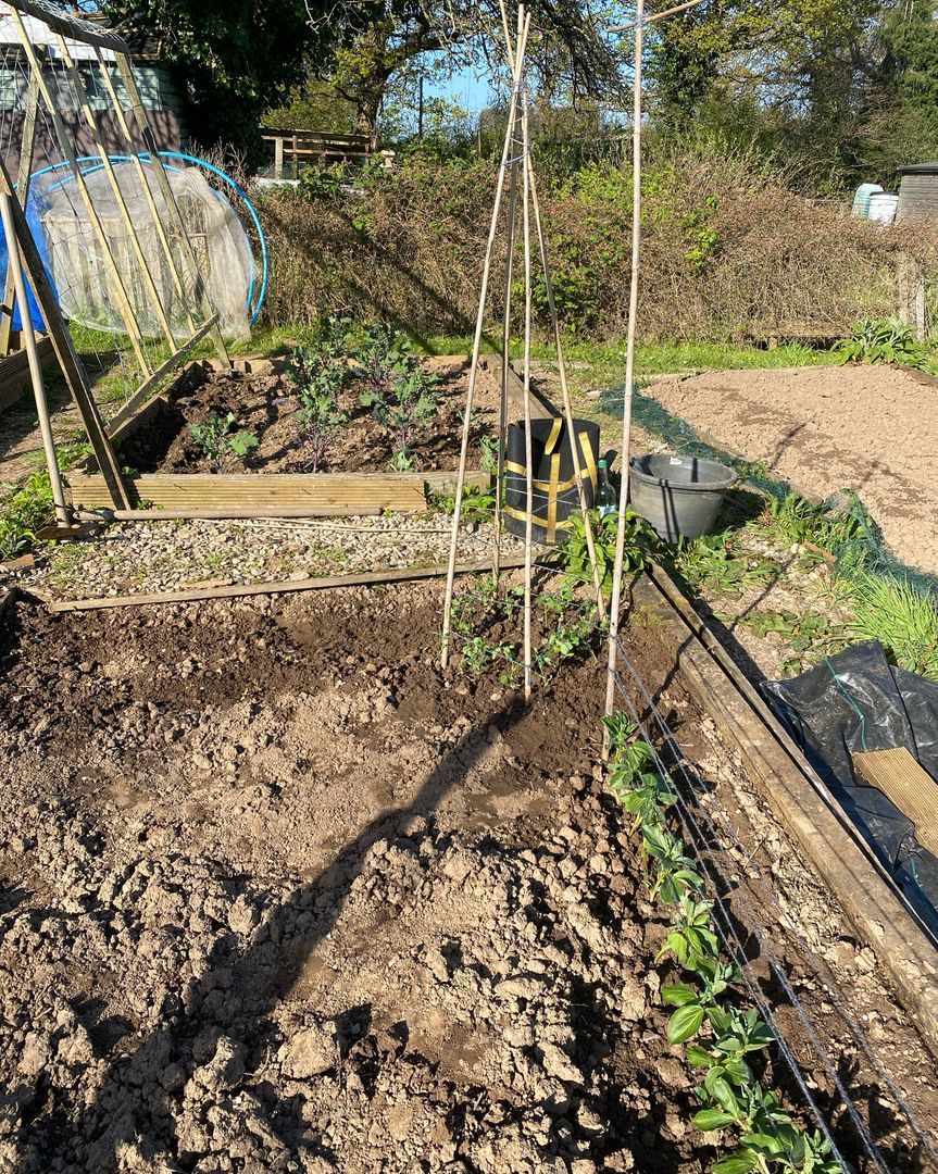 veg_plotter's tweet photo. Using canes or branches is a great way to train beans and peas, allowing them to flourish over the vertical garden. 🌱✨ #GardeningSuccess #SpringPlanting #EcoFriendly https://t.co/8zH3AHr3c1