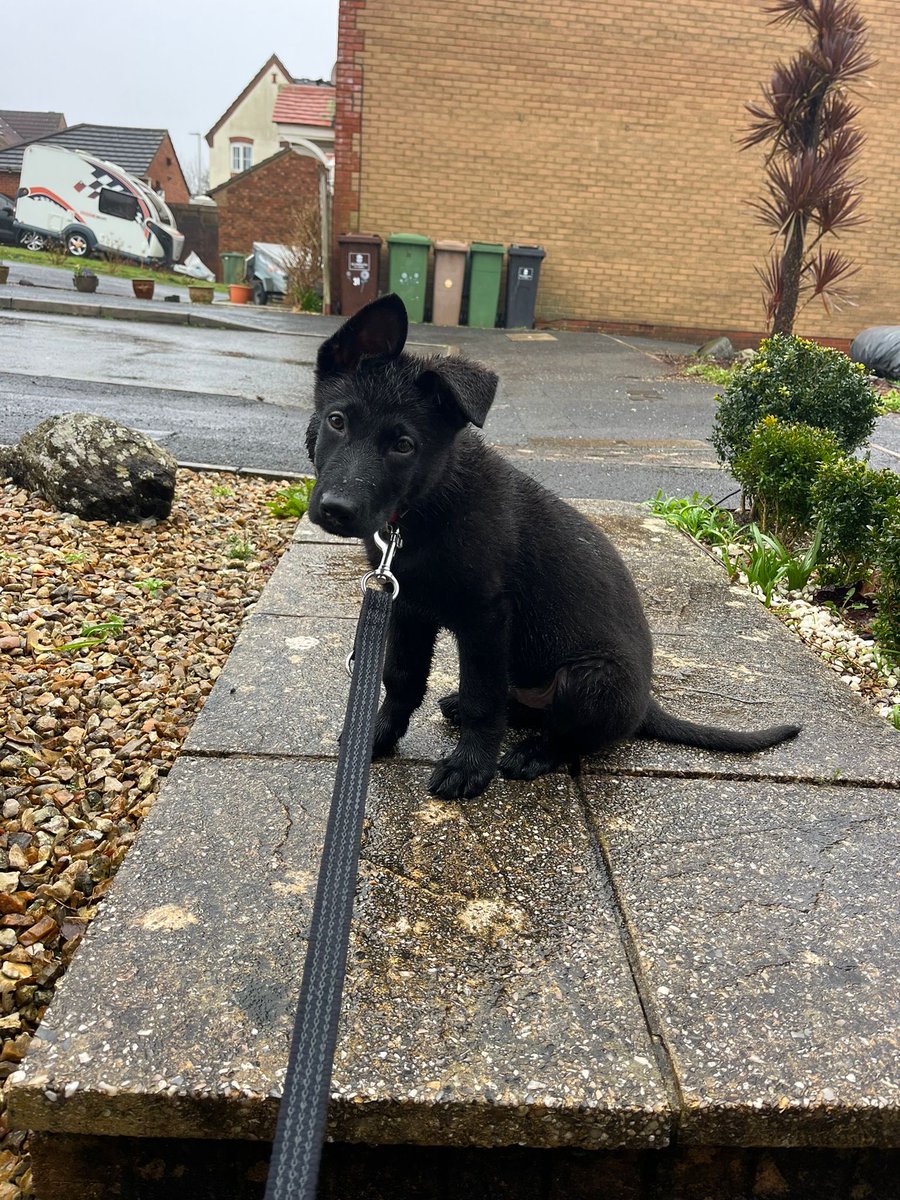 DC_Police Dogs ( Puppy Development Program) tweet media