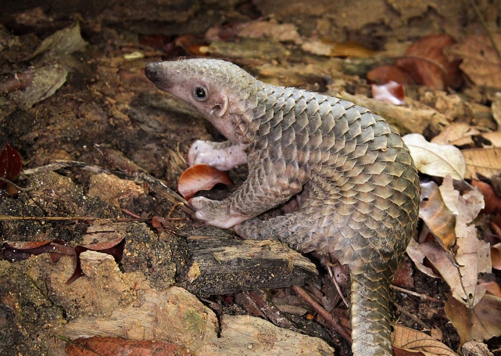 It's World Pangolin Day!

Pangolins, the only mammal with scales, are the most trafficked species in the world.

When you save #rainforests with O:T, you don't just provide homes for orangutans, but for countless other species, like the pangolin.
🦧 orangutanlandtrust.com 🦧