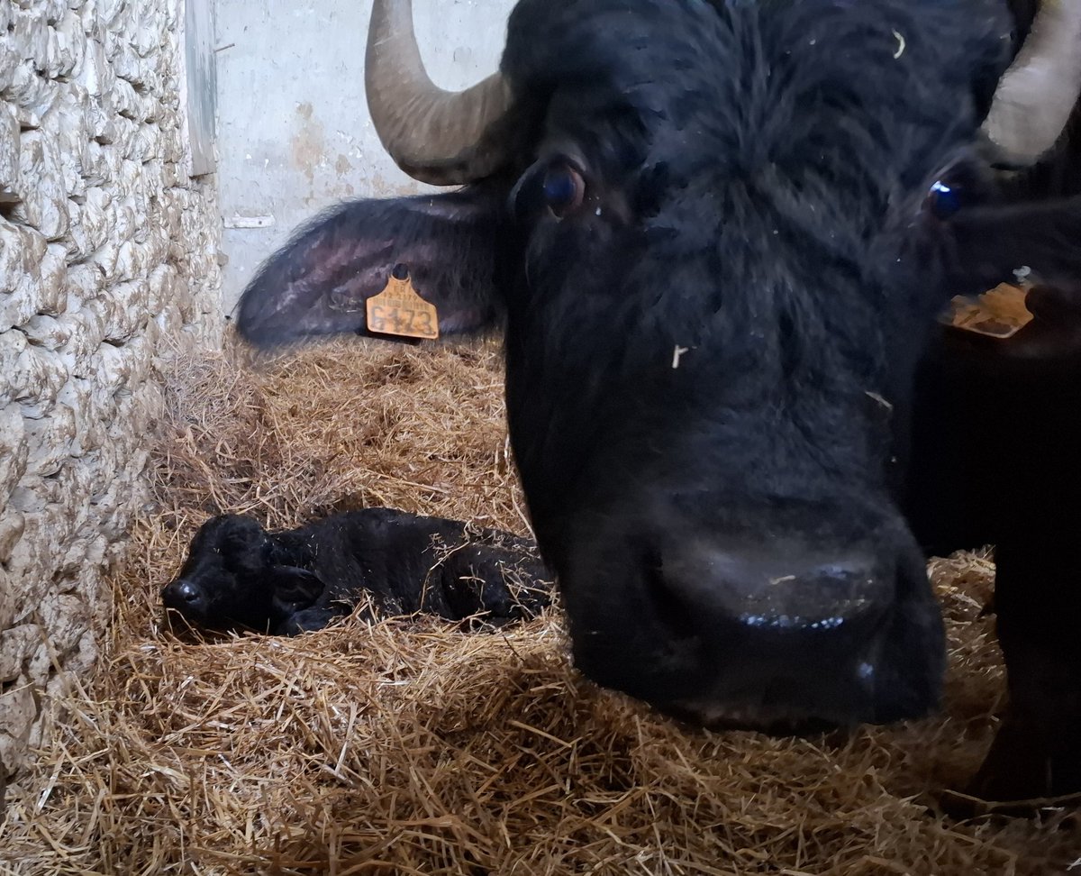 AggrXX's tweet image. Surprise du jour : première petite bufflette issue d'IA sur groupage. Une idée de nom commençant par b sur le thème de l'ltalie ? #bufala #mozzarella