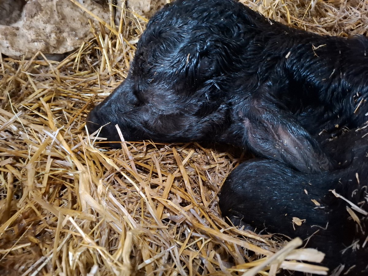 AggrXX's tweet image. Surprise du jour : première petite bufflette issue d'IA sur groupage. Une idée de nom commençant par b sur le thème de l'ltalie ? #bufala #mozzarella