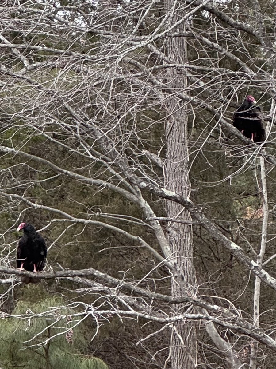 Lori Perez tweet media