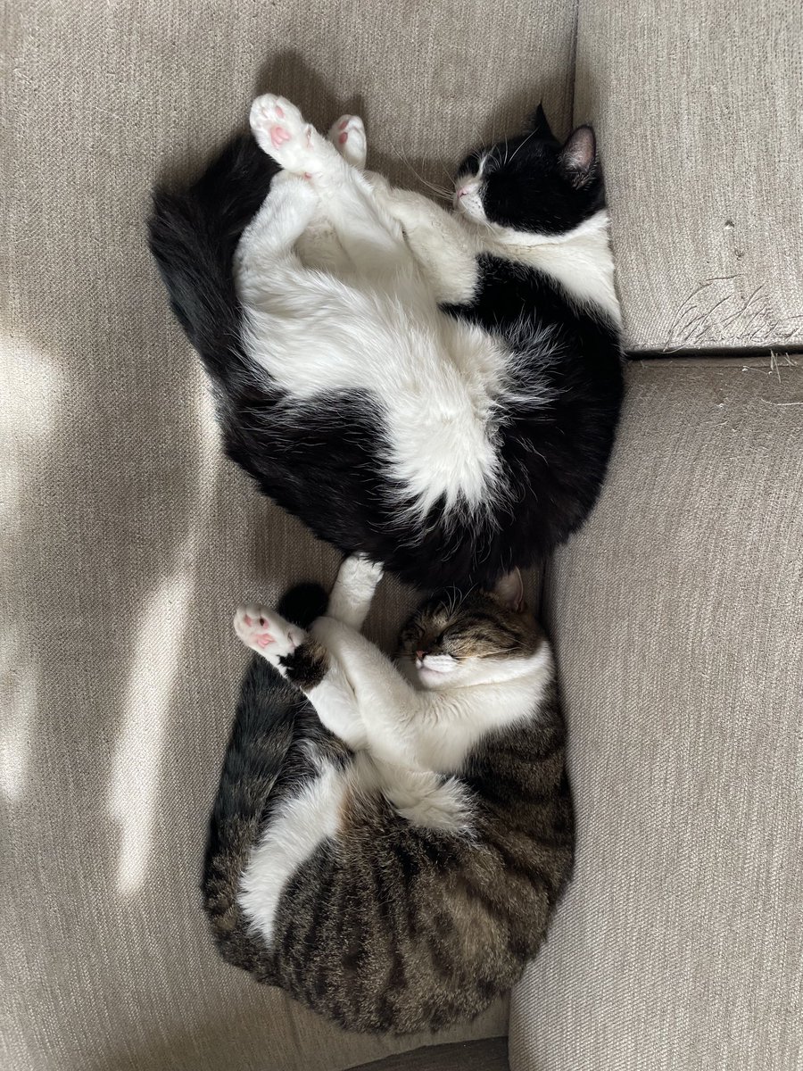 oto_panda's tweet photo. バケテデテクレ

でも取り敢えず長生きしてね🐈🐈‍⬛ https://t.co/I6aXgGhNWk