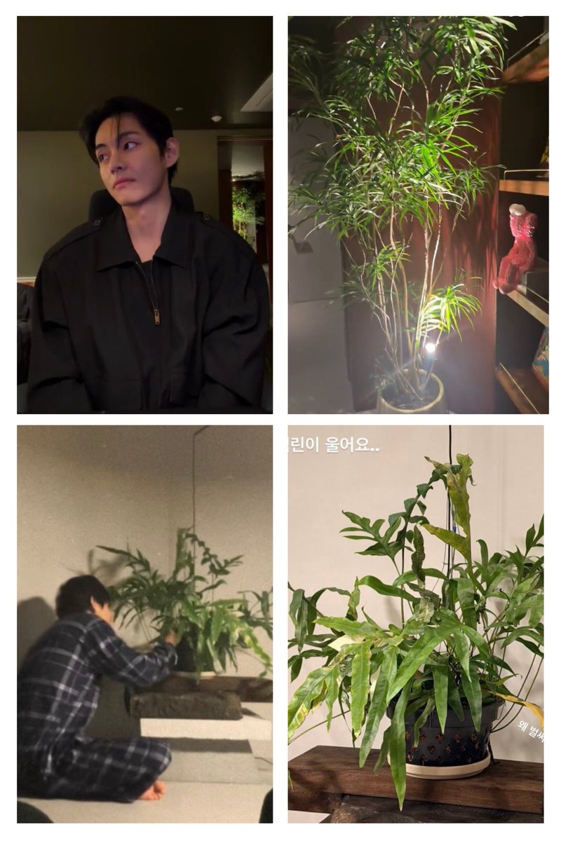 Of course antis are mad. Find another idol with a lethal face card, real impact, generational-wealth energy, and a thriving plants. Man’s not just setting trends, he’s about to launch the whole Plant Daddy era. 🌿