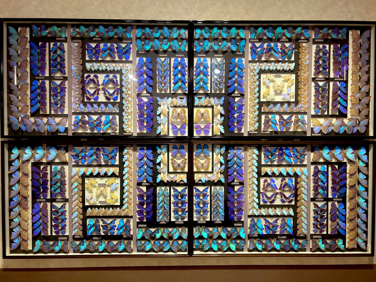 名和昆虫博物館に行った。館内の壁一面に広がる蝶々や昆虫の標本。図鑑