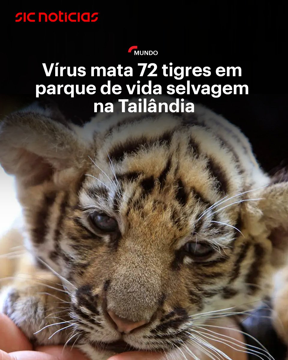 SICNoticias's tweet image. As autoridades do norte da Tailândia disseram que 72 tigres morreram nas últimas semanas num parque de vida selvagem devido a uma infeção viral e bacteriana.

Saiba mais em: bit.ly/4cdaVSV

#animais #tailandia #internacional #tigres #news #sicnoticias