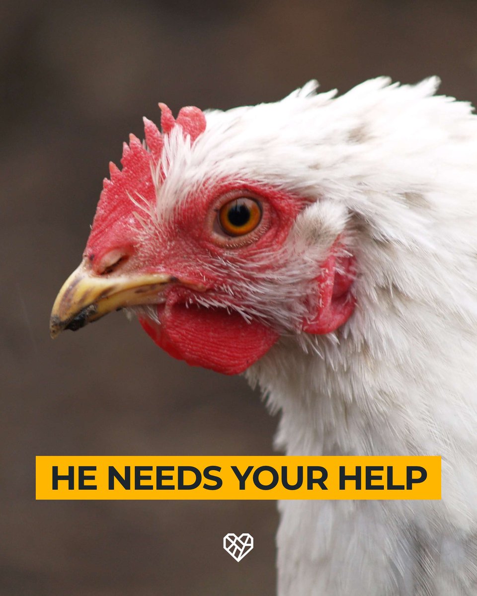 Every year in the UK, a billion chickens are raised and killed for food. The suffering is immense. Change won’t happen overnight — but together, we can push for an end to this cruelty. The animals need us.