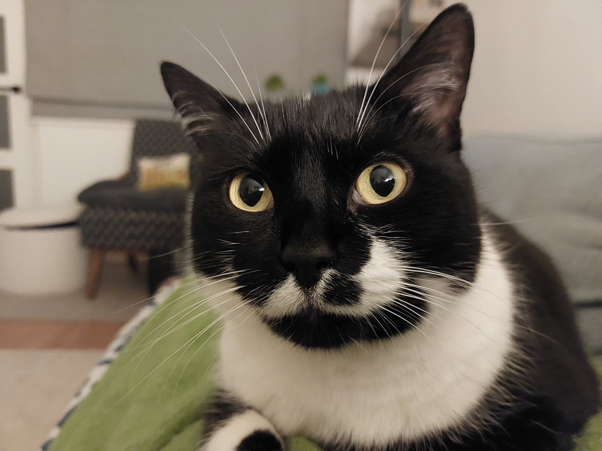 Happy #Caturday Lumi xxx