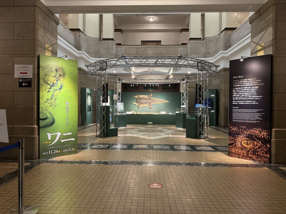 おかげさまで大盛況のワニ展は入場者数が30万人を超えたそうです(ノーザンテリトリーの人口より多い)。そして来月からは特別展で実物大のロロンが登場するとのこと。日本にワニの時代が来ている…！