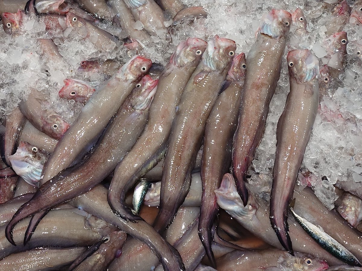 第三桟橋 (@taxafish) / Posts / X