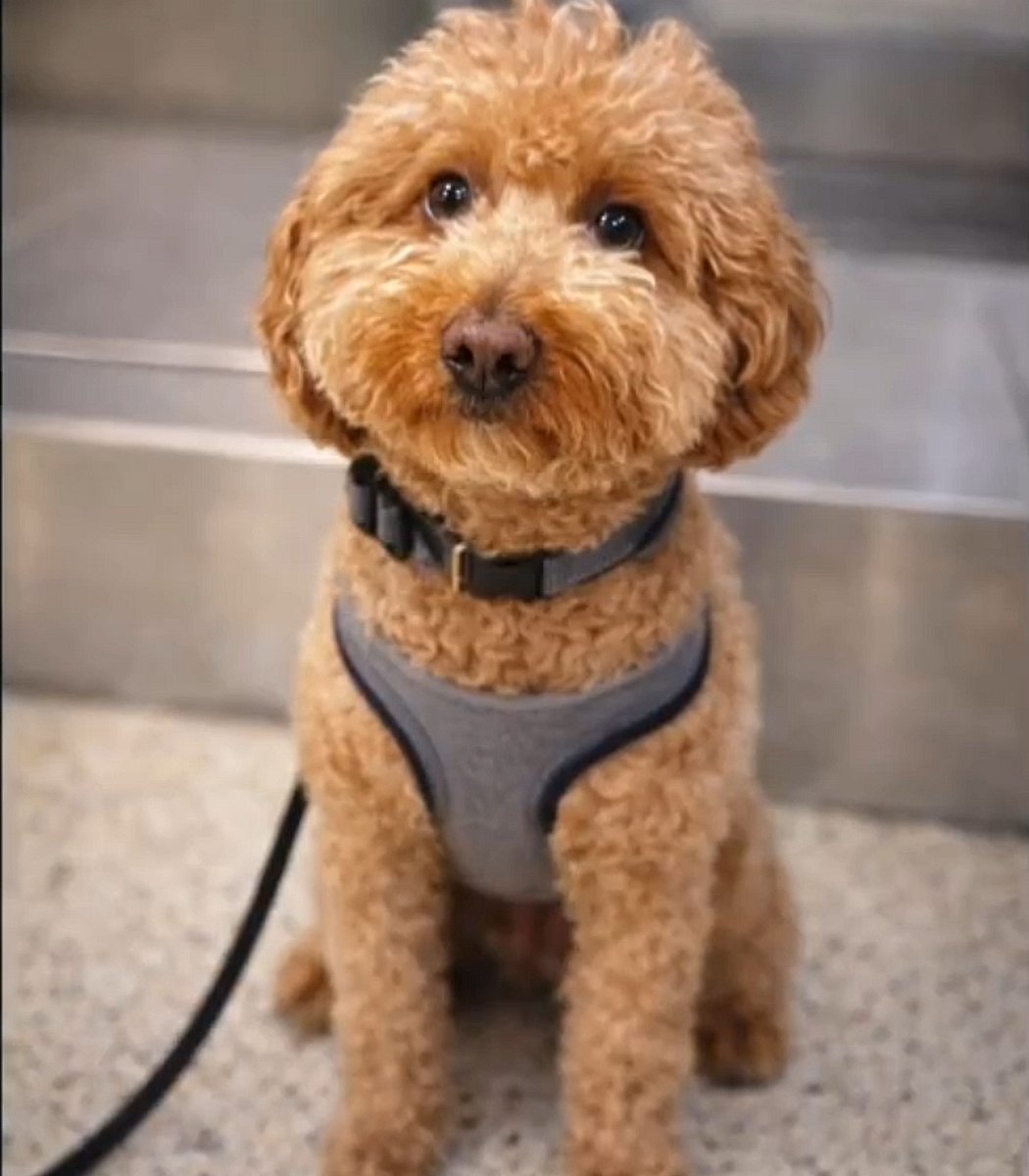 JetBlue, the dog that went viral after it was abandoned by its owner at a Las Vegas airport, has been adopted by a police officer who responded to the original incident

via KLAS 8 News Now