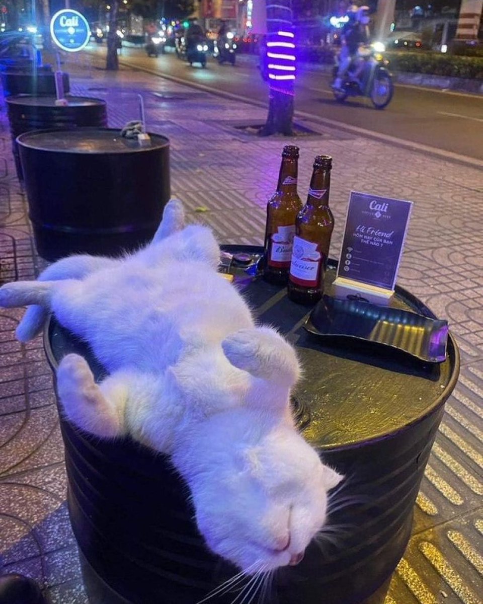 Punch Cat (@punchingcat) on Twitter photo 