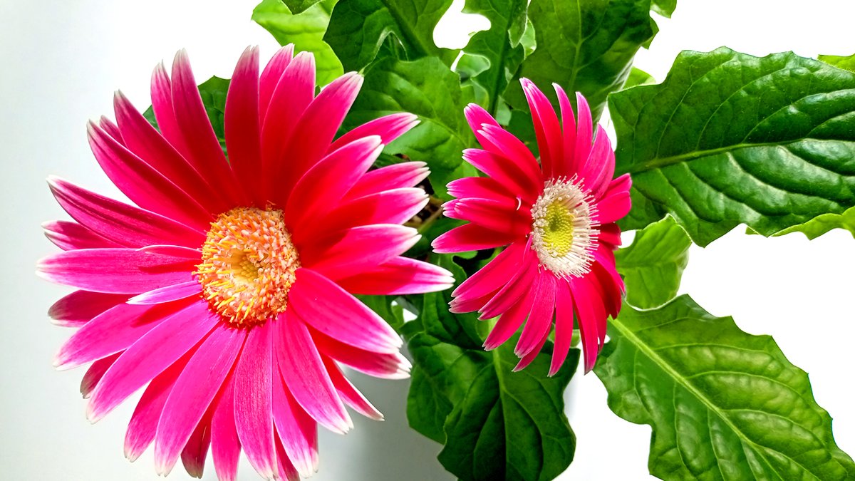 yzjahs07120615's tweet image. RT @nekomasamunecom: ねこまさむねのガーベラがもう一輪咲きましたので