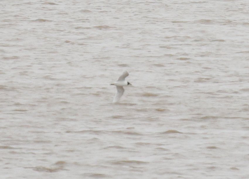 Gordon Hodgson tweet media