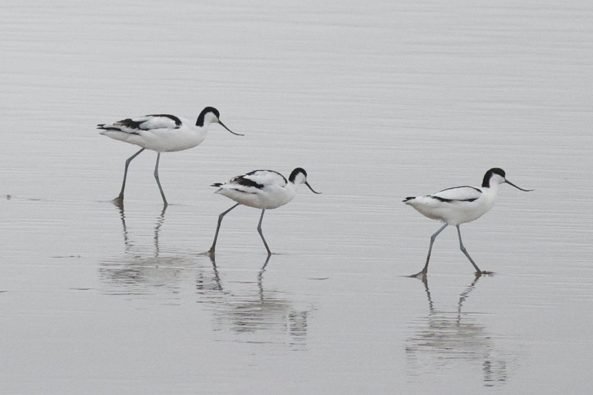 Gordon Hodgson tweet media