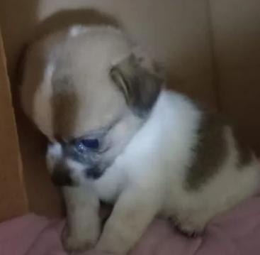 nurget de frago tweet media