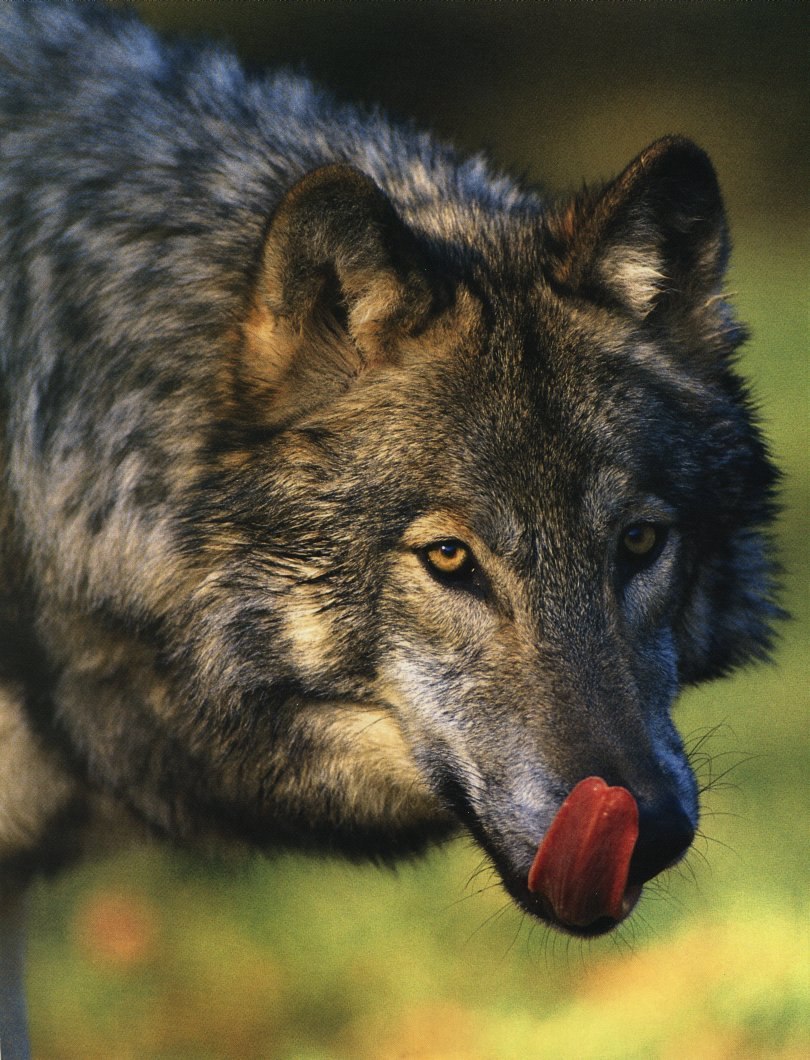 You're lookin awfully snack sized