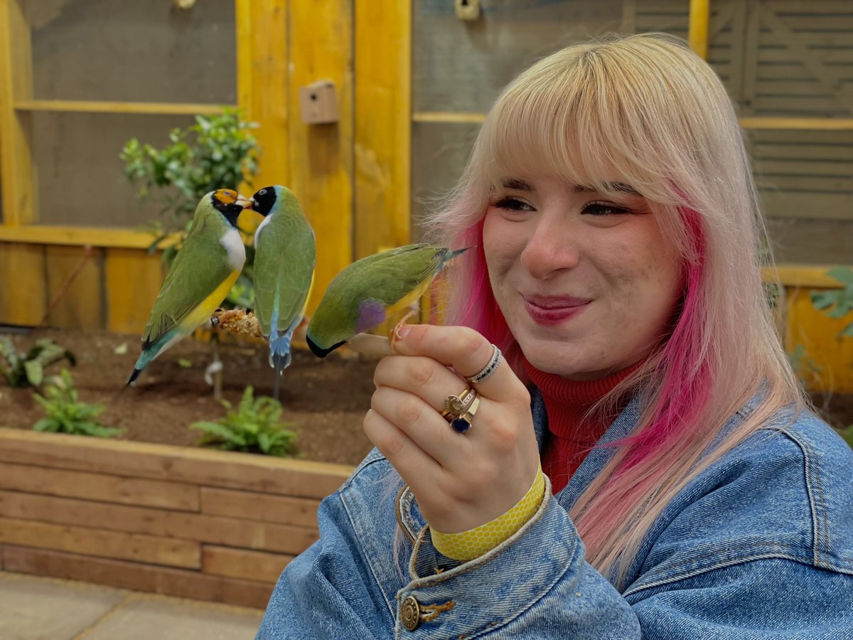 SkrungusDaisy's tweet image. RT @gardeinqueen: MY BEAUTIFUL FINCH LIFE!!!