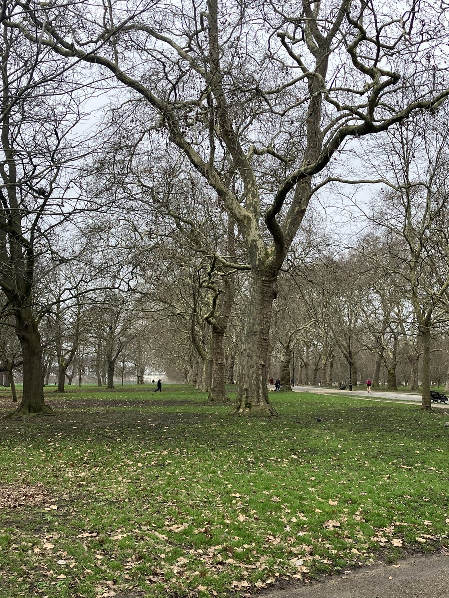 DieselLanc's tweet photo. Amongst the chaos of London, Hyde park #Treeclub https://t.co/1qfbbyOPSN