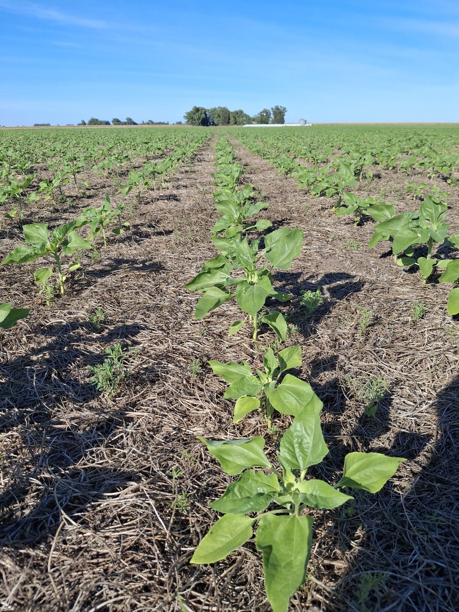 Matias Fik tweet media