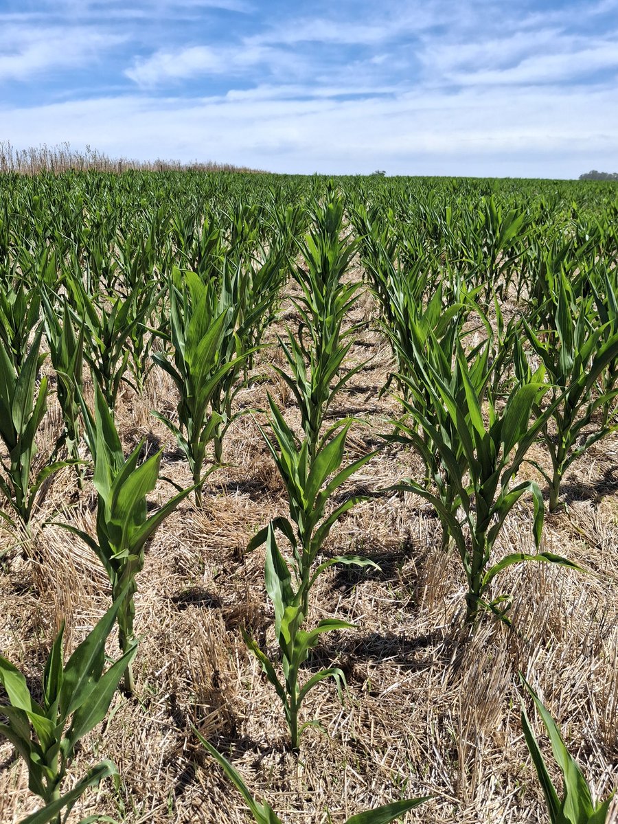 Matias Fik tweet media