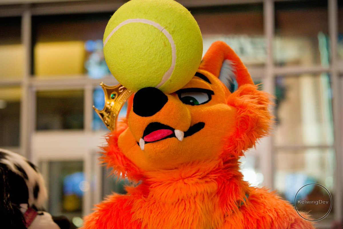 Good boy? 🎾 📸<a href="/KelwingDev/">Kelwing</a>